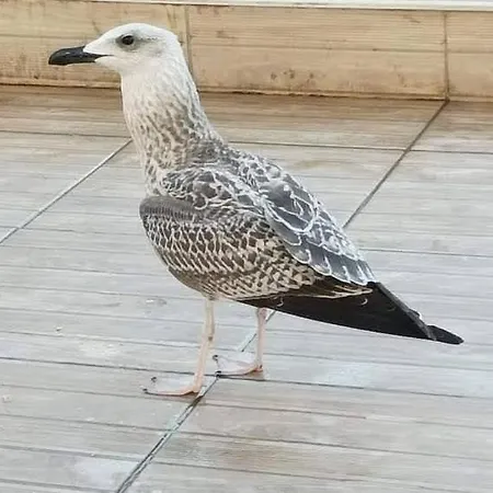 Rainbow 2 Complex 3*